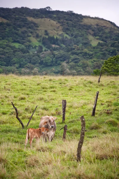 Costa Rican cows — Stock Photo, Image