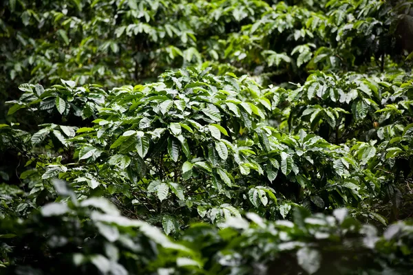 Plantas de café —  Fotos de Stock