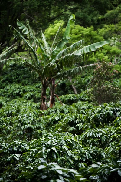 Plantas de café — Fotografia de Stock