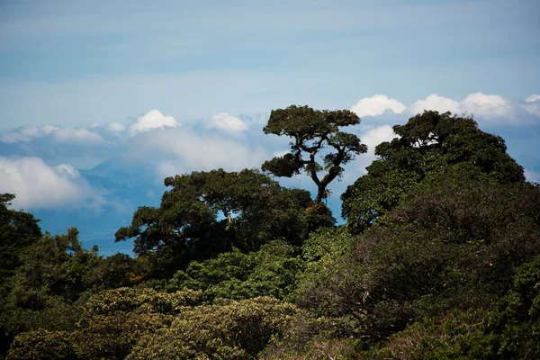 Latin American jungle — Stock Photo, Image