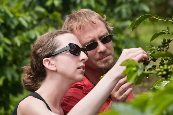 Pareja americana y europea en plantación de café en Costa Rica —  Fotos de Stock