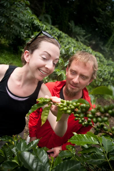 Pareja americana y europea en plantación de café en Costa Rica —  Fotos de Stock