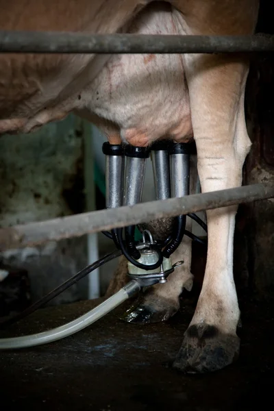 Milking Machine — Stock Photo, Image