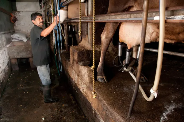 Milking Machine — Stock Photo, Image