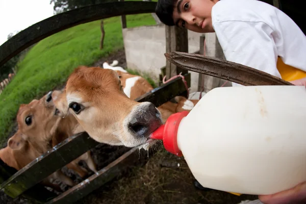 Fütterung hungriger Kälber auf Costa Ricas Bauernhof — Stockfoto
