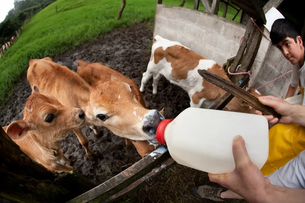 Feeding hungry calves on Costa Rican farm — Stock Photo, Image