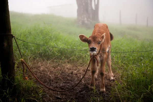 Calf on Costa Rican farm — Stock Photo, Image