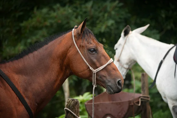 Pferd — Stockfoto