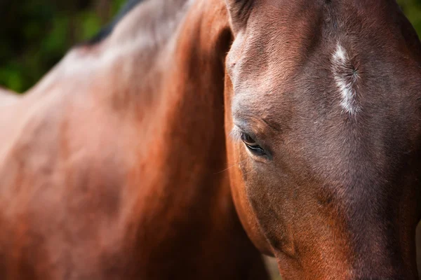 Pferd — Stockfoto