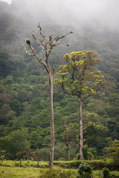 Árboles altos de bosque nuboso —  Fotos de Stock