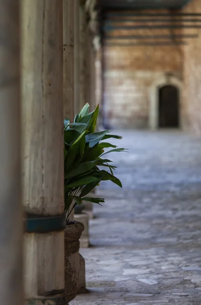 Topkapı Sarayı'nda bitki — Stok fotoğraf