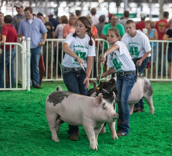 Adolescenti con maiali alla fiera statale dell'Iowa — Foto Stock