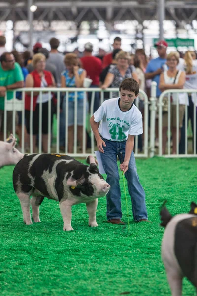 Teen with pigs at Iowa State Fair — Stock Photo, Image