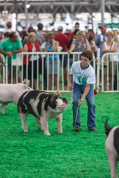 Teen with pigs at Iowa State Fair — Stock Photo, Image