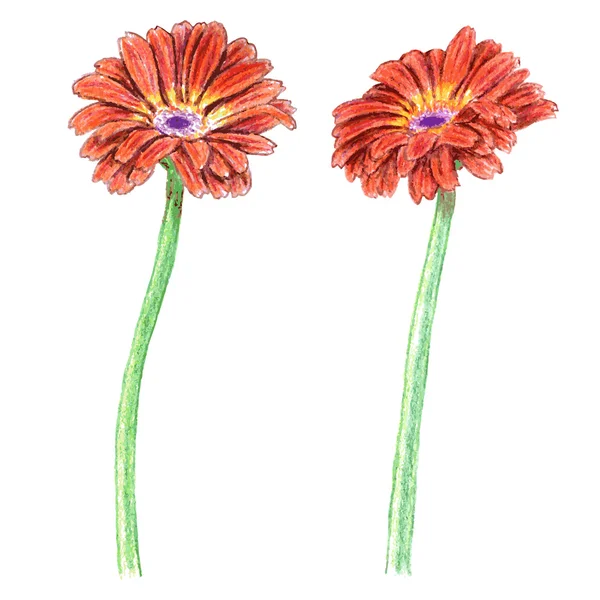 Hand getrokken gerbera. — Stockvector