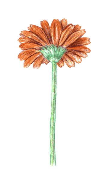 Gerbera dibujada a mano . — Vector de stock