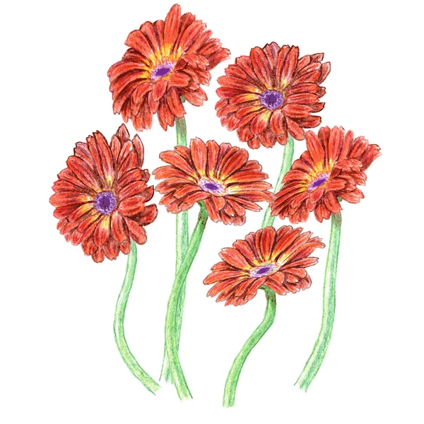 Gerbera dibujada a mano . — Vector de stock