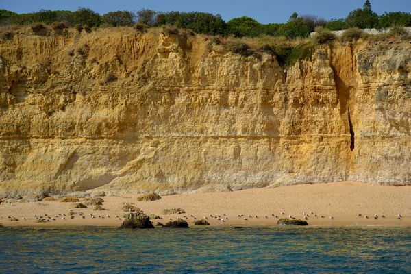 Grottes falaises jaune Albufeira dans l'Algarve — Photo