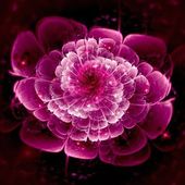 Картина, постер, плакат, фотообои "dark pink fractal flower pattern", артикул 41355649