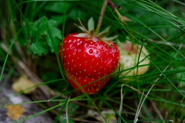 Close Strawberry Green Grass Sunny Summer Day — Stock Photo, Image