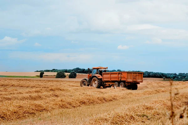 Yazın traktörü mavi bulutlu gökyüzüne karşı kesiyorum.