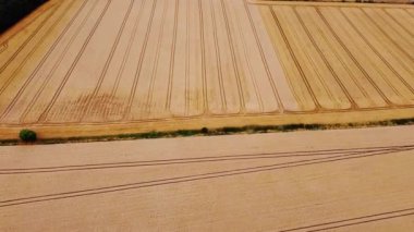 Yaz günü buğday tarlaları. Yorkshire 'da her zamanki kırsal İngiltere manzarası. Hava görüntüsü