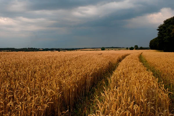 Большое Поле Пшеницы Неба Закате Обычный Сельский Пейзаж Англии Йоркшире — стоковое фото