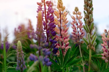 Mor Lupineler gün batımında yeşil çimlerde
