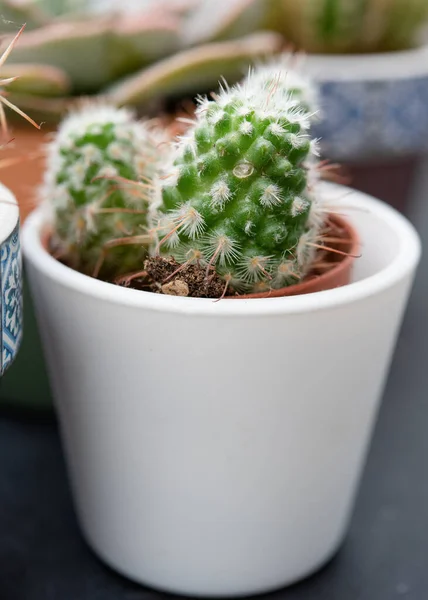 Cactus Succulente Vaso Bianco Vendita Negozio — Foto Stock
