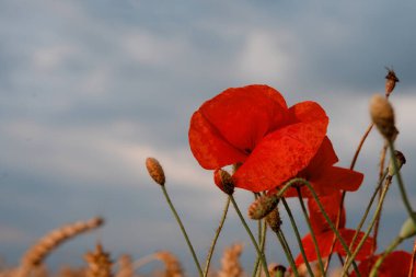close up of red poppies in the field against cloudy sky	 Space for text.