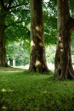 trees in the park and green grass  in sunny summer day
