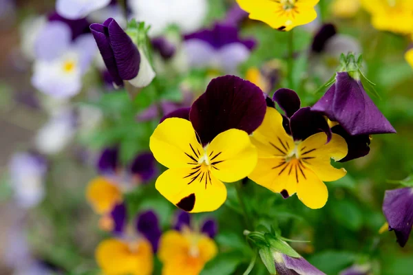 Μοβ Και Κίτρινα Λουλούδια Πανσέδες Στον Κήπο Την Ηλιόλουστη Μέρα — Φωτογραφία Αρχείου