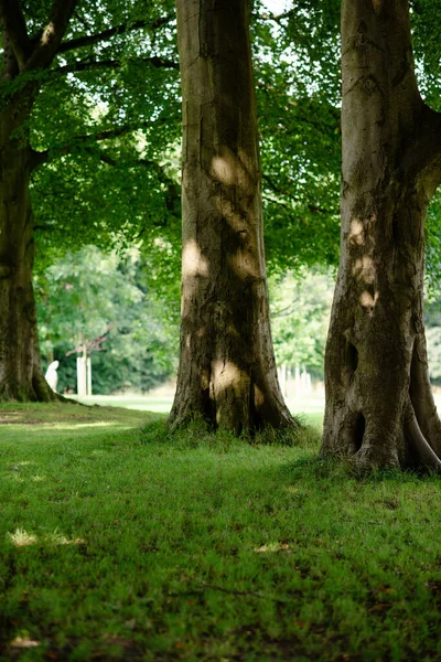 trees in the park and green grass  in sunny summer day