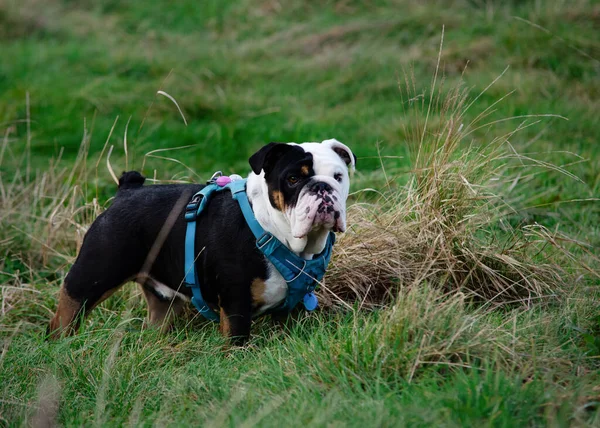 Black tri-color english british bulldog in the green grass  field on sunny warm day