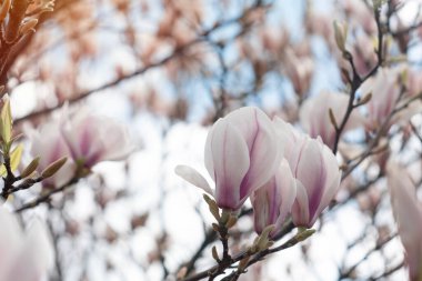 Ilık bahar güneşli bir günde dalda beyaz ve pembe manolya çiçekleri