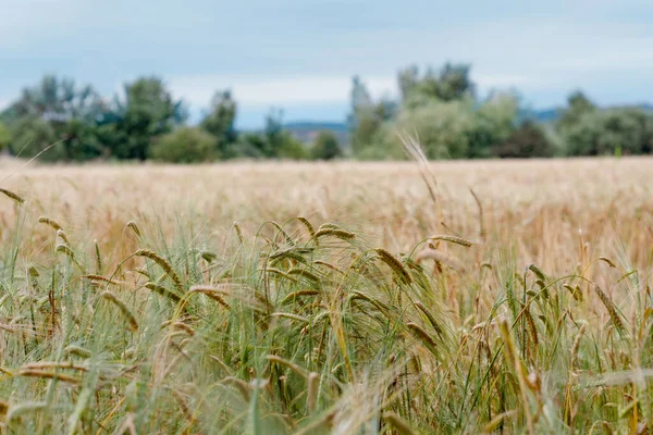 Золотое Зеленое Пшеничное Поле Летний День — стоковое фото
