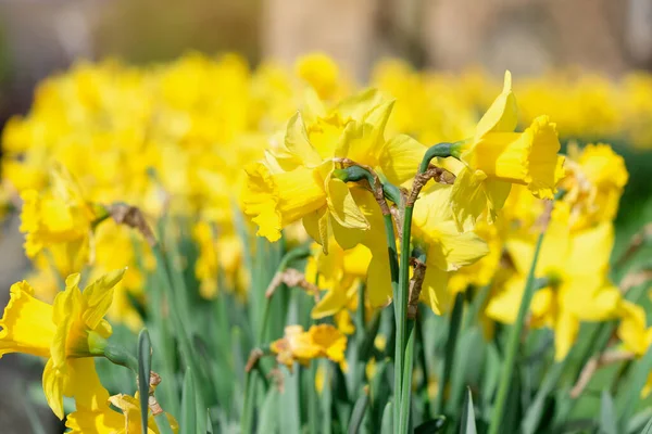 Güneşli Bahar Gününde Sarı Nergisler Çiçek Açar Bahar Arkaplanı Için — Stok fotoğraf