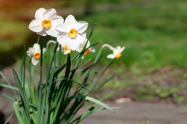 Incredibili Narcisi Bianchi Fiori Nella Soleggiata Giornata Primaverile Immagine Alta — Foto Stock