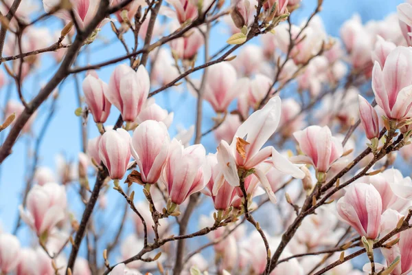 White Pink Magnolia Flowers Branch Warm Spring Sunny Day — Stock Photo, Image