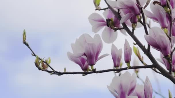 Vita Och Rosa Magnolia Blommor Brunchen Mot Blå Himmel Solig — Stockvideo