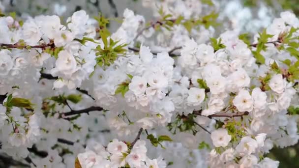 Kiraz Çiçeğinin Beyaz Çiçekleri Dalda Yeşil Yapraklar Güneşli Bahar Gününde — Stok video