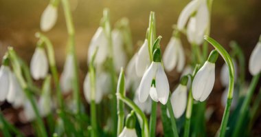 Baharın güneşli bir gününde yeşil çimlerde beyaz kar damlaları. Mesaj için yer var. Yüksek kalite fotoğraf