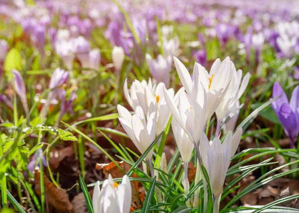 Schöne Krokusse Auf Grünem Gras Einem Sonnigen Frühlingstag Hochwertiges Foto — Stockfoto