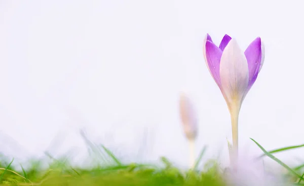 Prachtige Paarse Krokussen Groen Gras Zonnige Lentedag Ruimte Voor Tekst Stockafbeelding