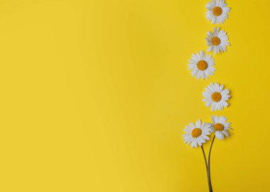 Papatya çiçekli sarı arkaplan