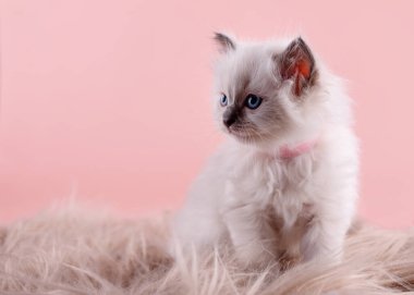 Pembe yakalı mavi gözlü, pembe arka planda oturan küçük bez bebek yavrusu. Kart ve takvim için yüksek kaliteli fotoğraf