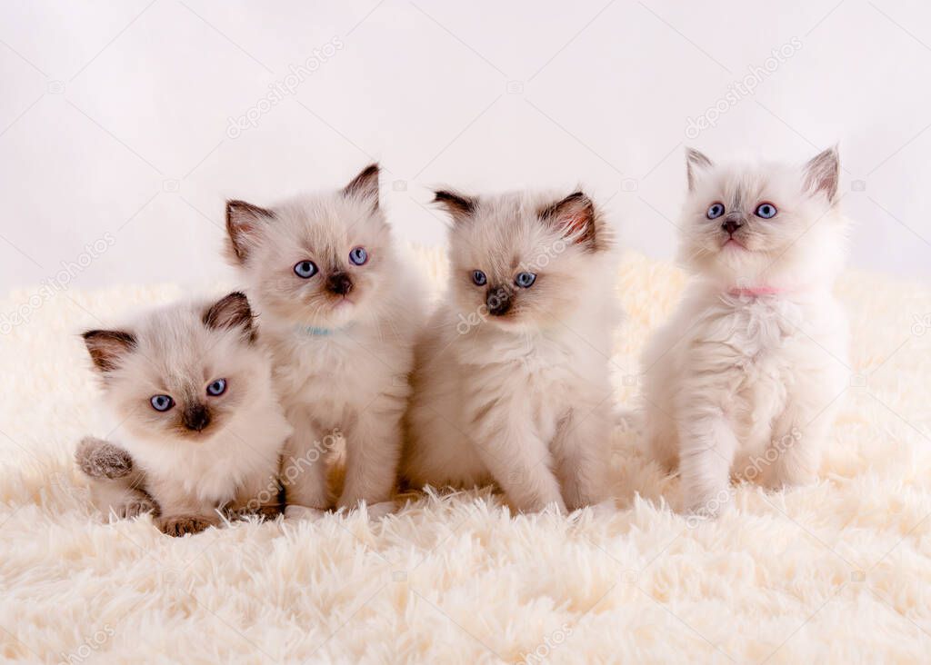 four ragdoll kittens with blue eyes  sitting on white rug on a white background