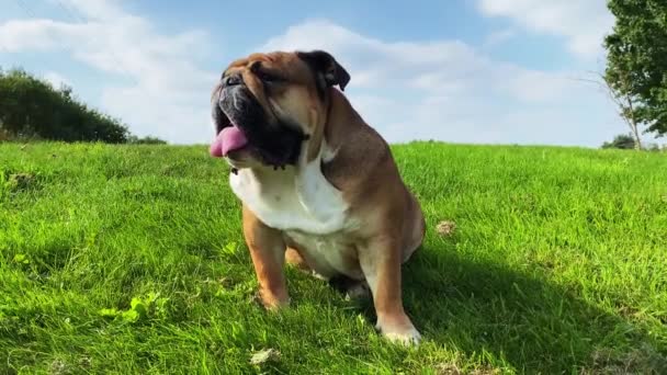 Red English Bulldog Britannico Imbracatura Arancione Fuori Una Passeggiata Seduta — Video Stock