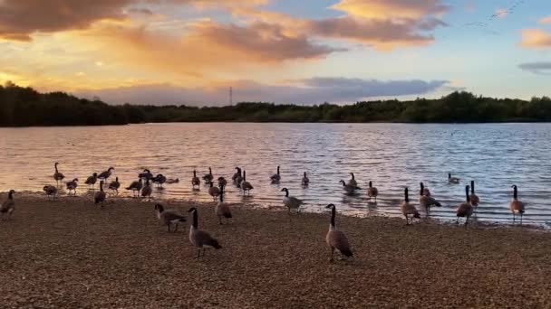 Gansos Patos Margem Lago Pôr Sol — Vídeo de Stock