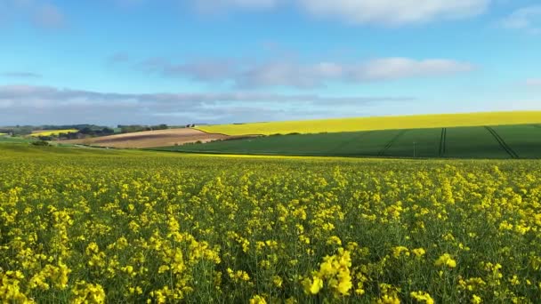Żółte Pole Rzepaku Błękitne Niebo Upalny Wiosenny Dzień Krajobraz Wiejskiej — Wideo stockowe